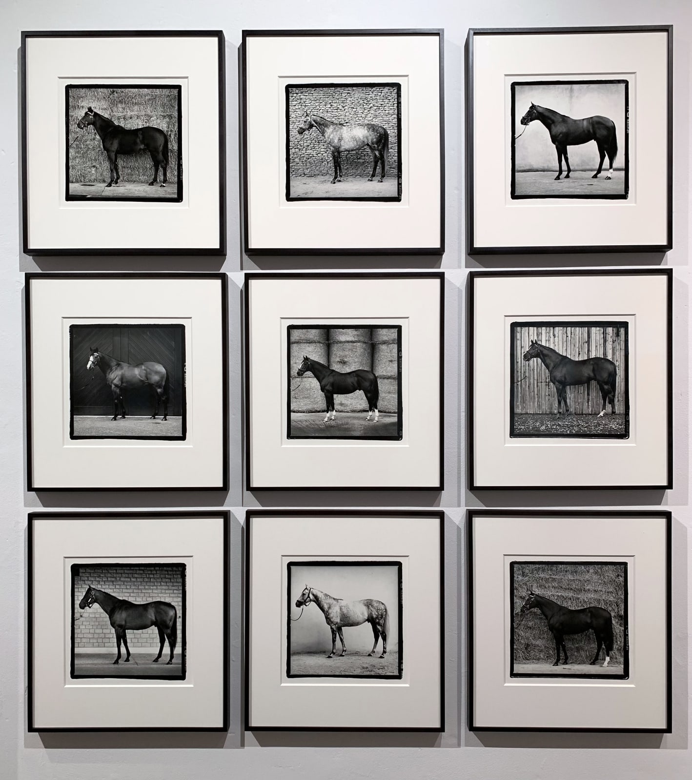 John Reardon, Stallion Portraits - 'Best of the Best' Conformation Shots - Unique Set Of 9, 2001