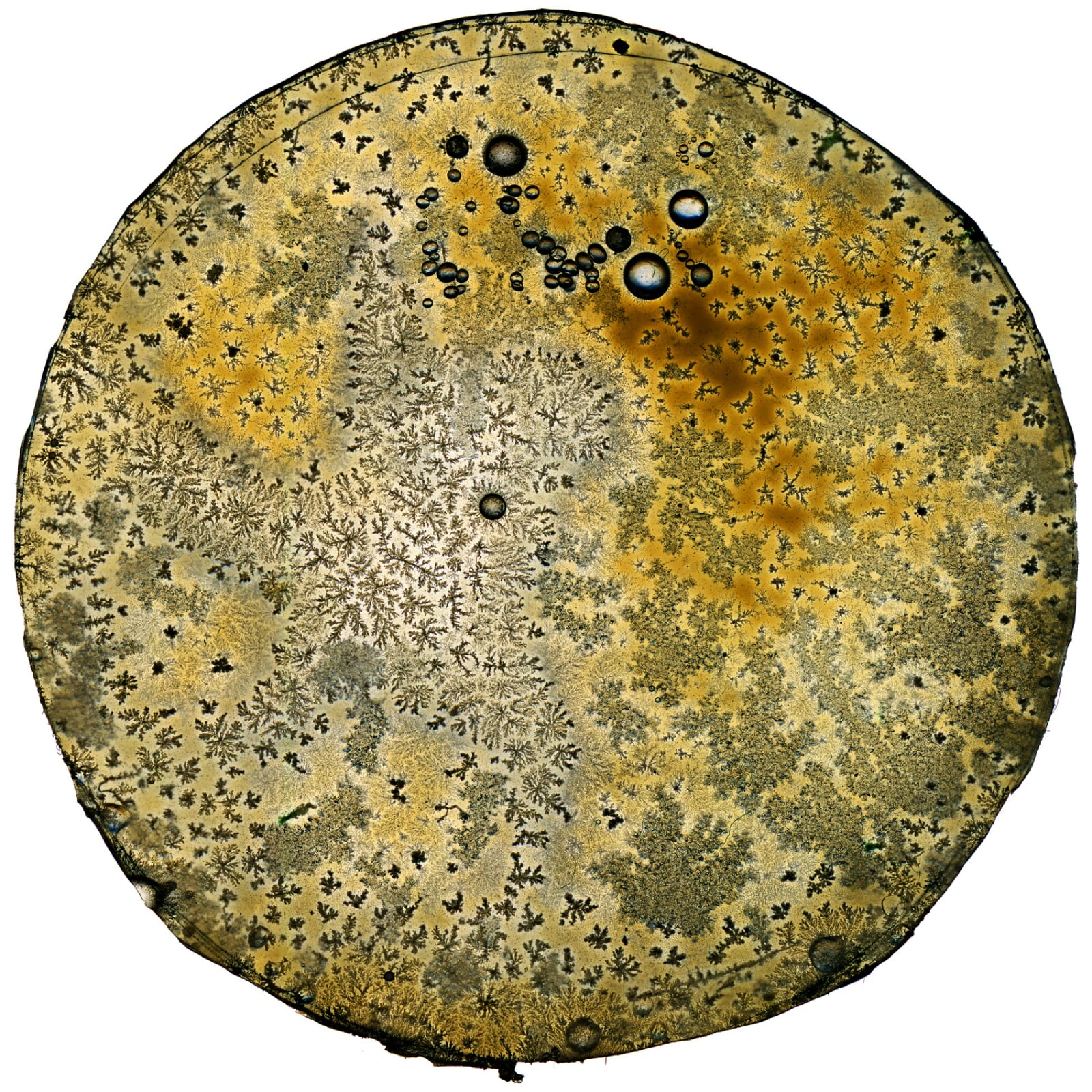 Paul Kenny, Mappa Cheswick , 2009