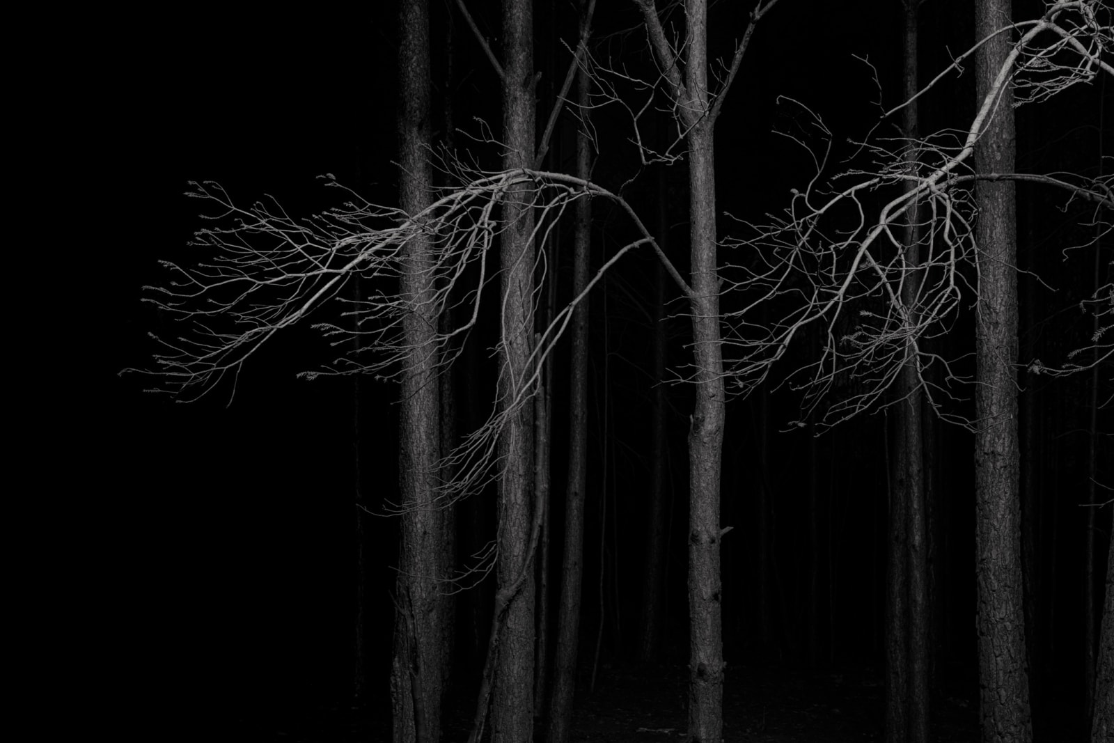 Jasper Goodall, Burnt Place #4, 2020