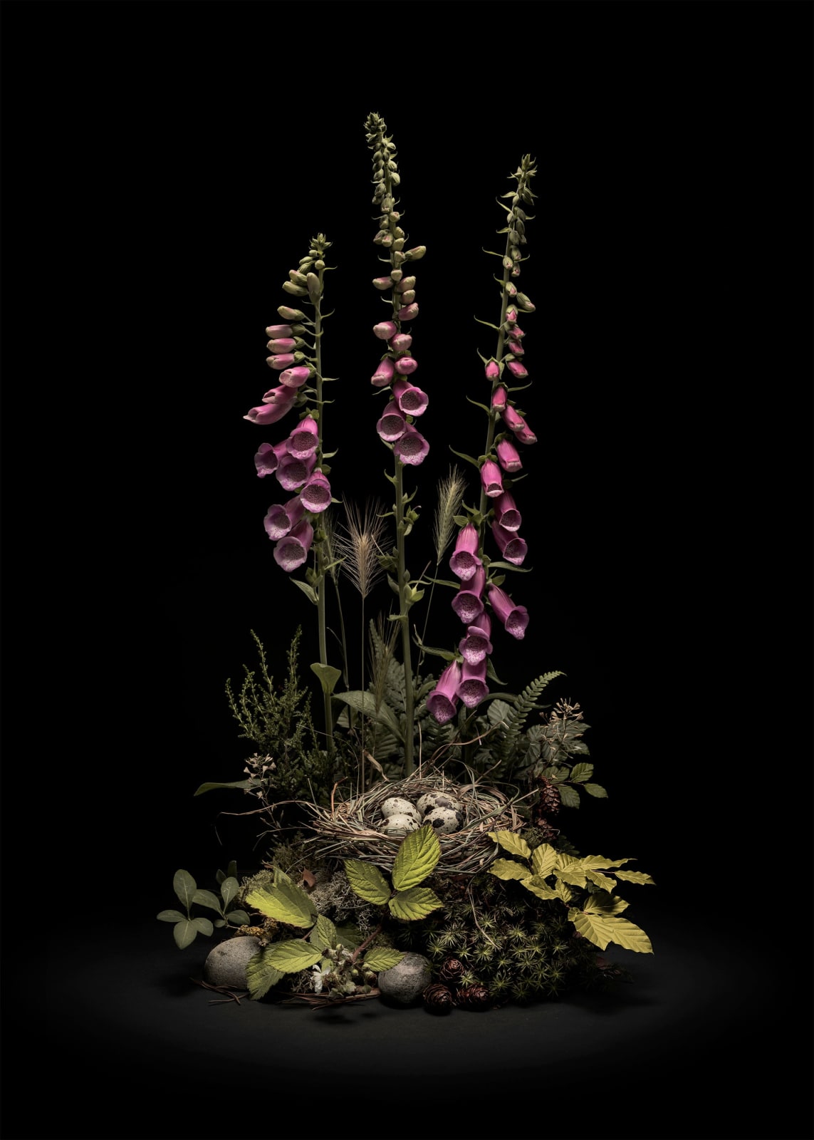 Jasper Goodall, Dark Flora #5 - May Foxgloves, 2020