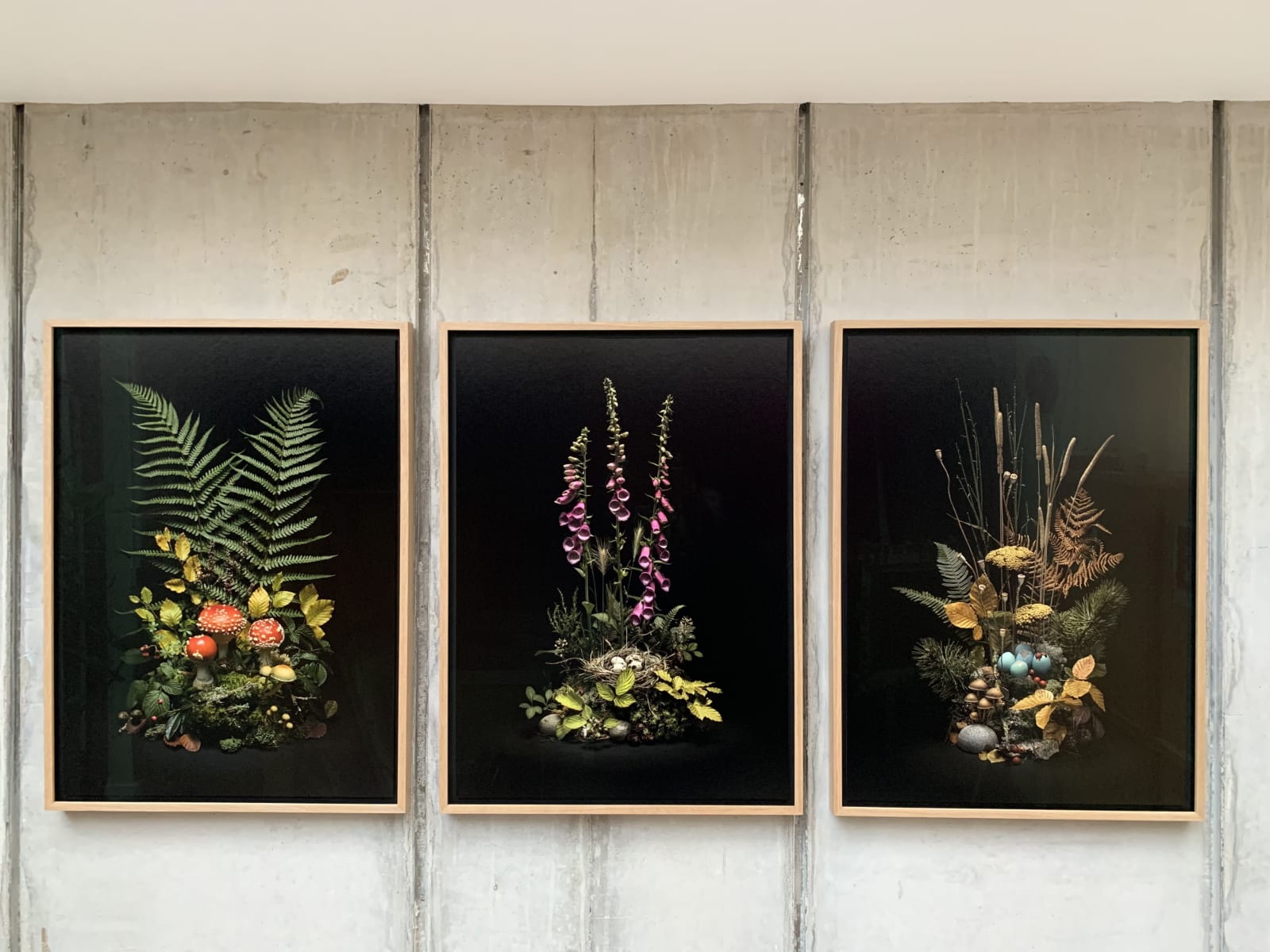Jasper Goodall, Dark Flora #4, Autumn Weald, 2019