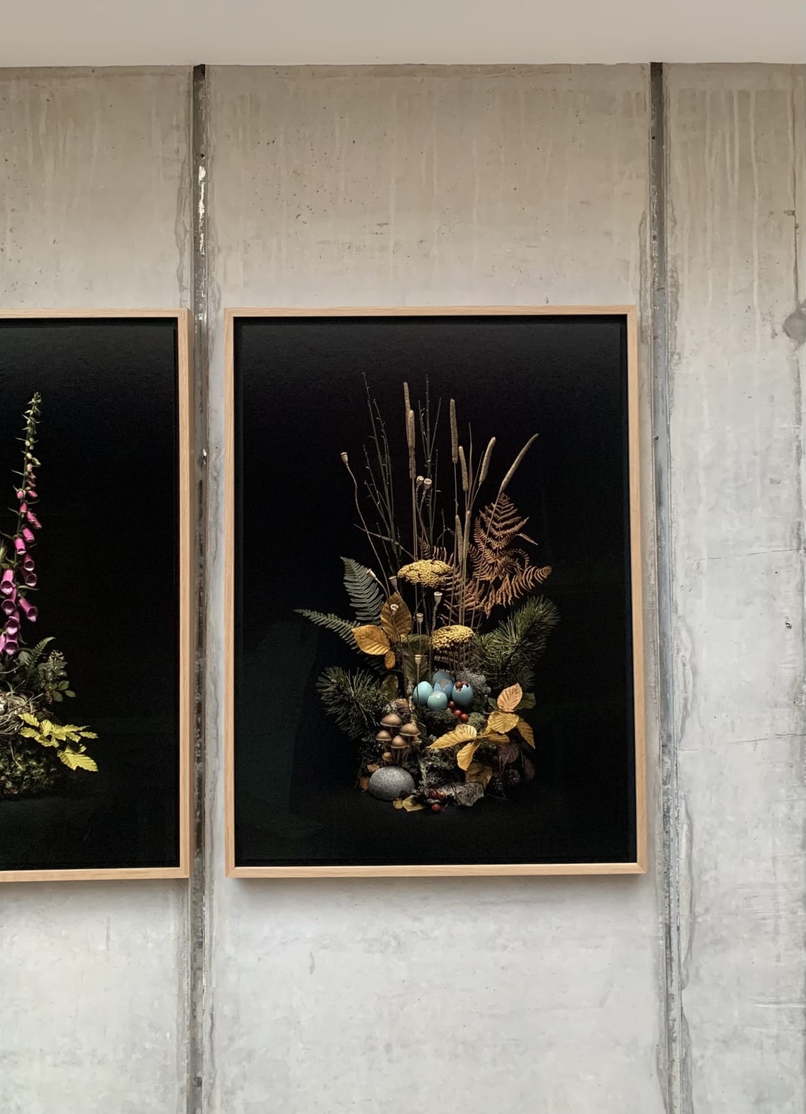 Jasper Goodall, Dark Flora #4, Autumn Weald, 2019