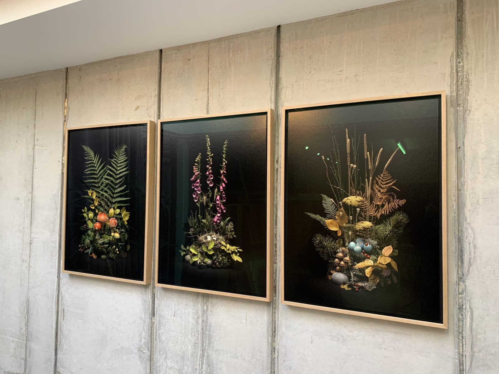 Jasper Goodall, Dark Flora #4, Autumn Weald, 2019