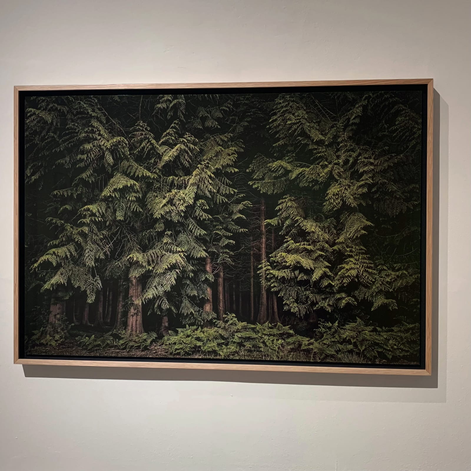 Jasper Goodall, Twilight's Path 001 - Cedars, 2019
