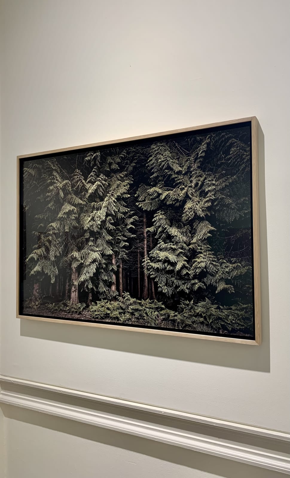 Jasper Goodall, Twilight's Path 001 - Cedars, 2019