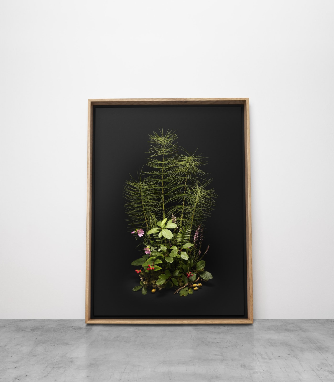 Jasper Goodall, Dark Flora #6 – Horsetail, 2020