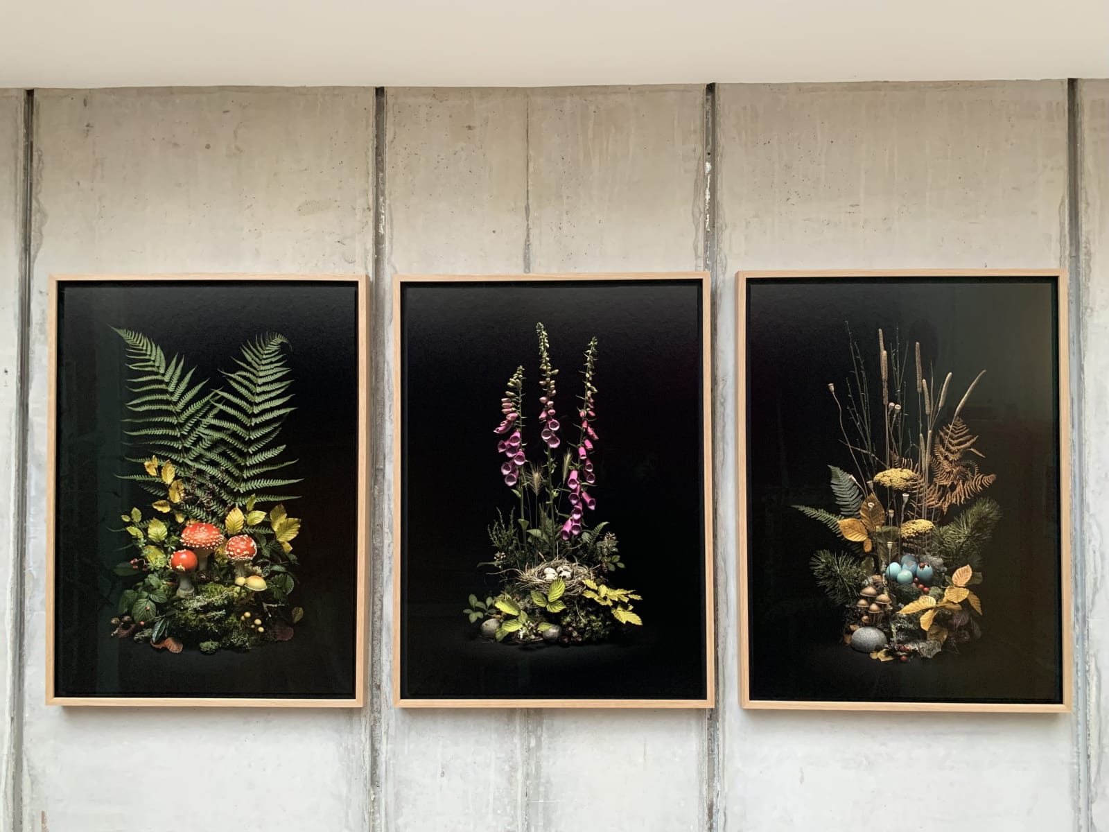Jasper Goodall, Dark Flora #5 - May Foxgloves, 2020