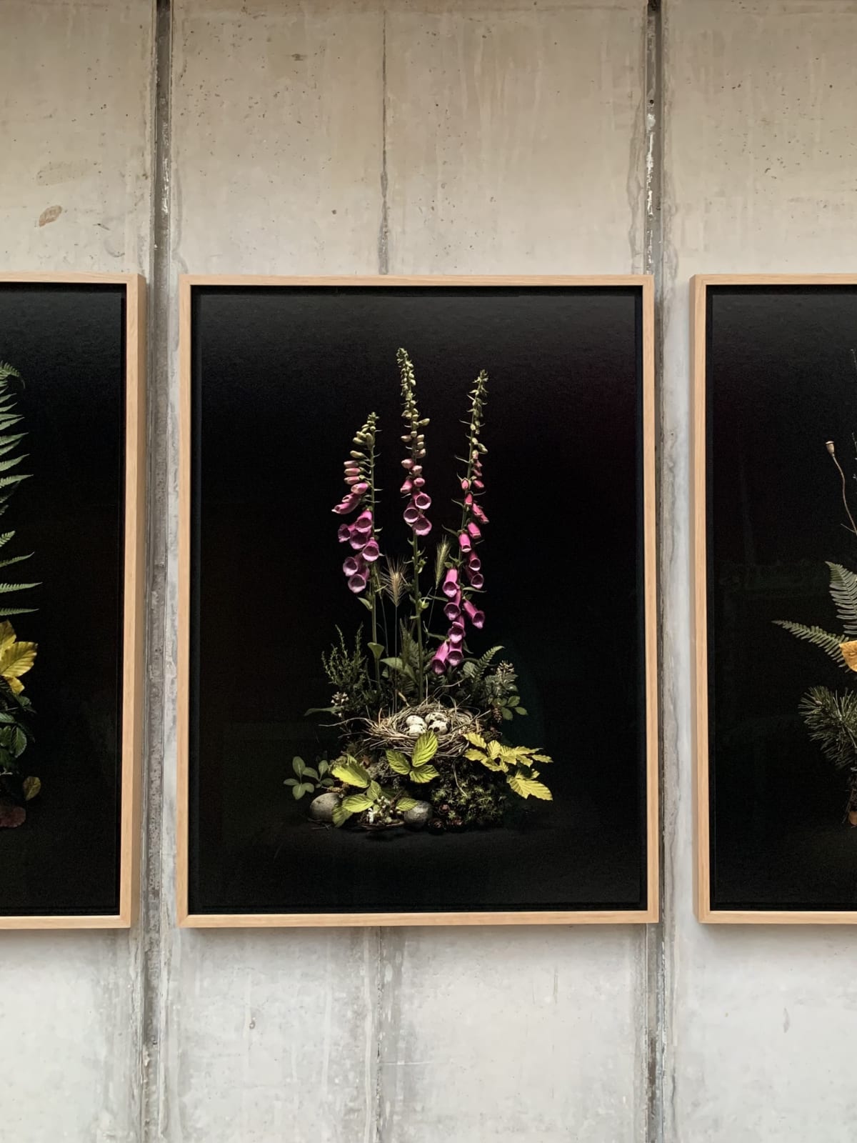 Jasper Goodall, Dark Flora #5 - May Foxgloves, 2020