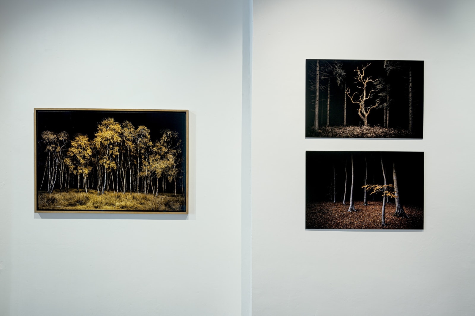 Jasper Goodall, Twilight #20, Birchwood , 2020