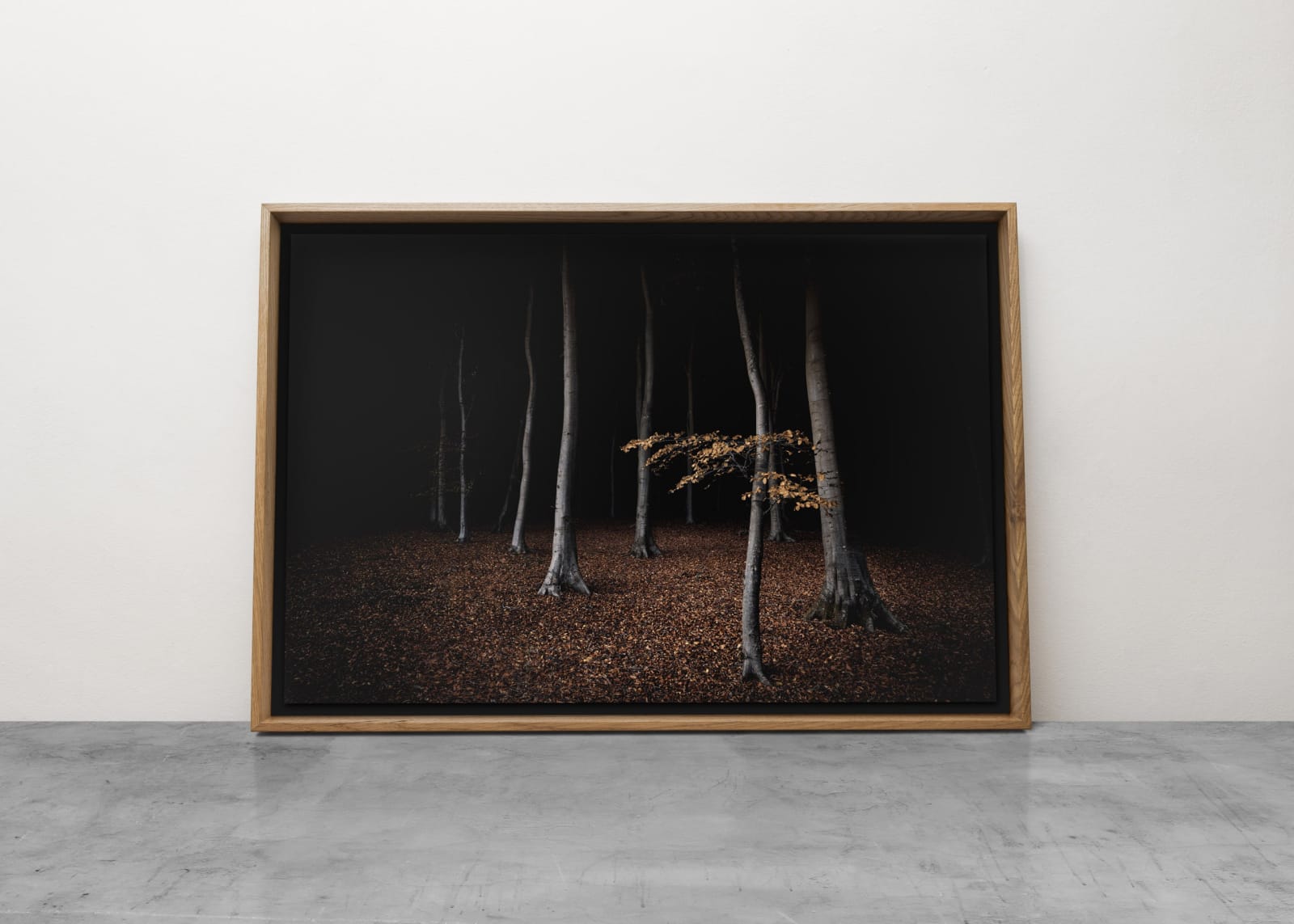 Jasper Goodall, Twilight #31, Beeches, 2020