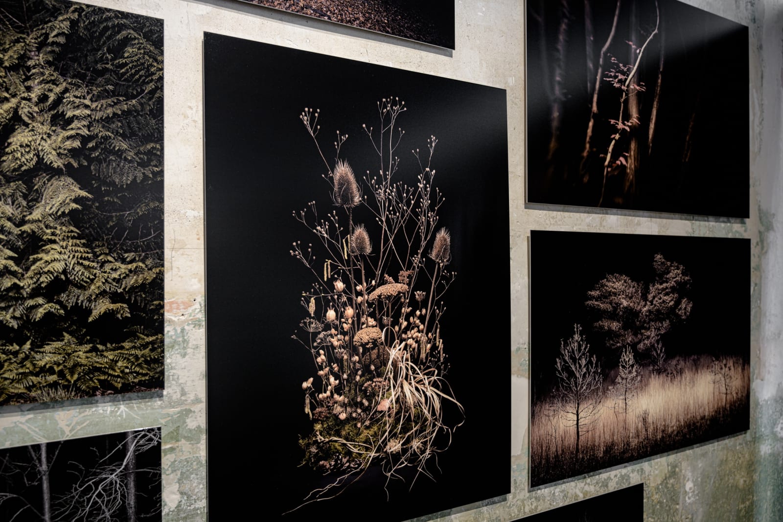 Jasper Goodall, Dark Flora #8, Skeletons of the Summer, 2021