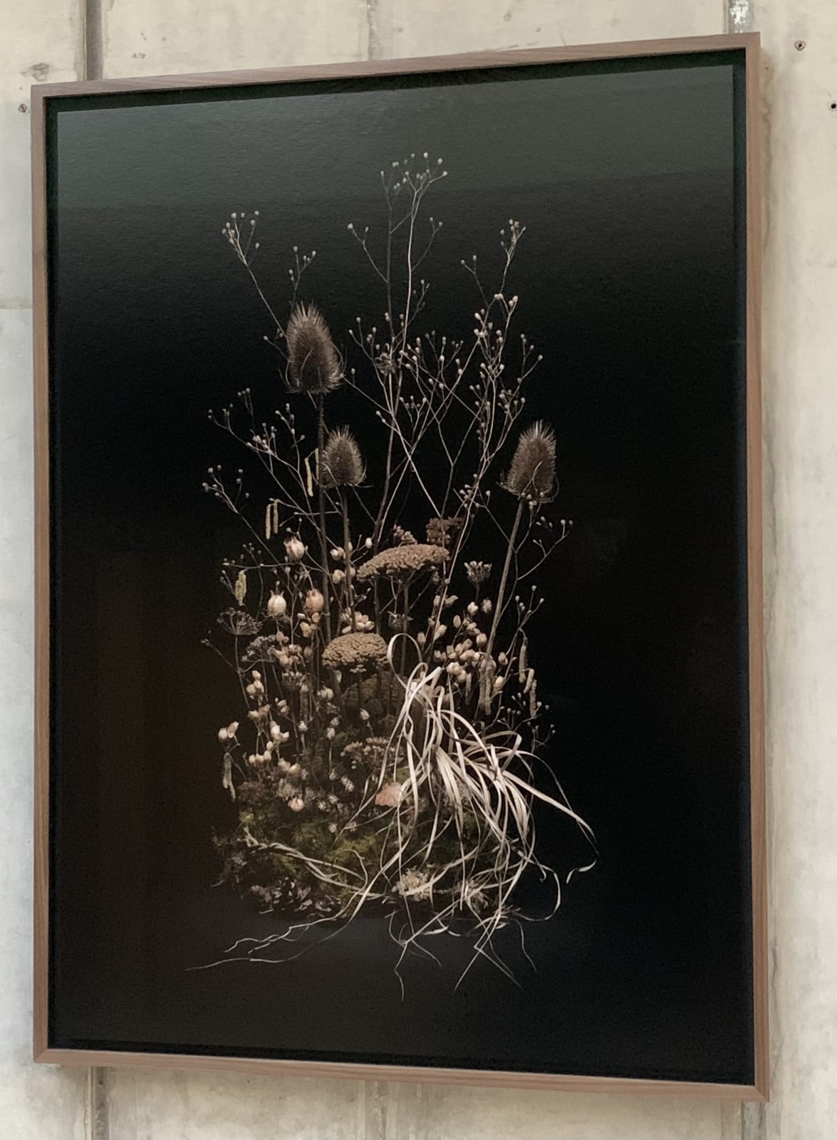 Jasper Goodall, Dark Flora #8, Skeletons of the Summer, 2021