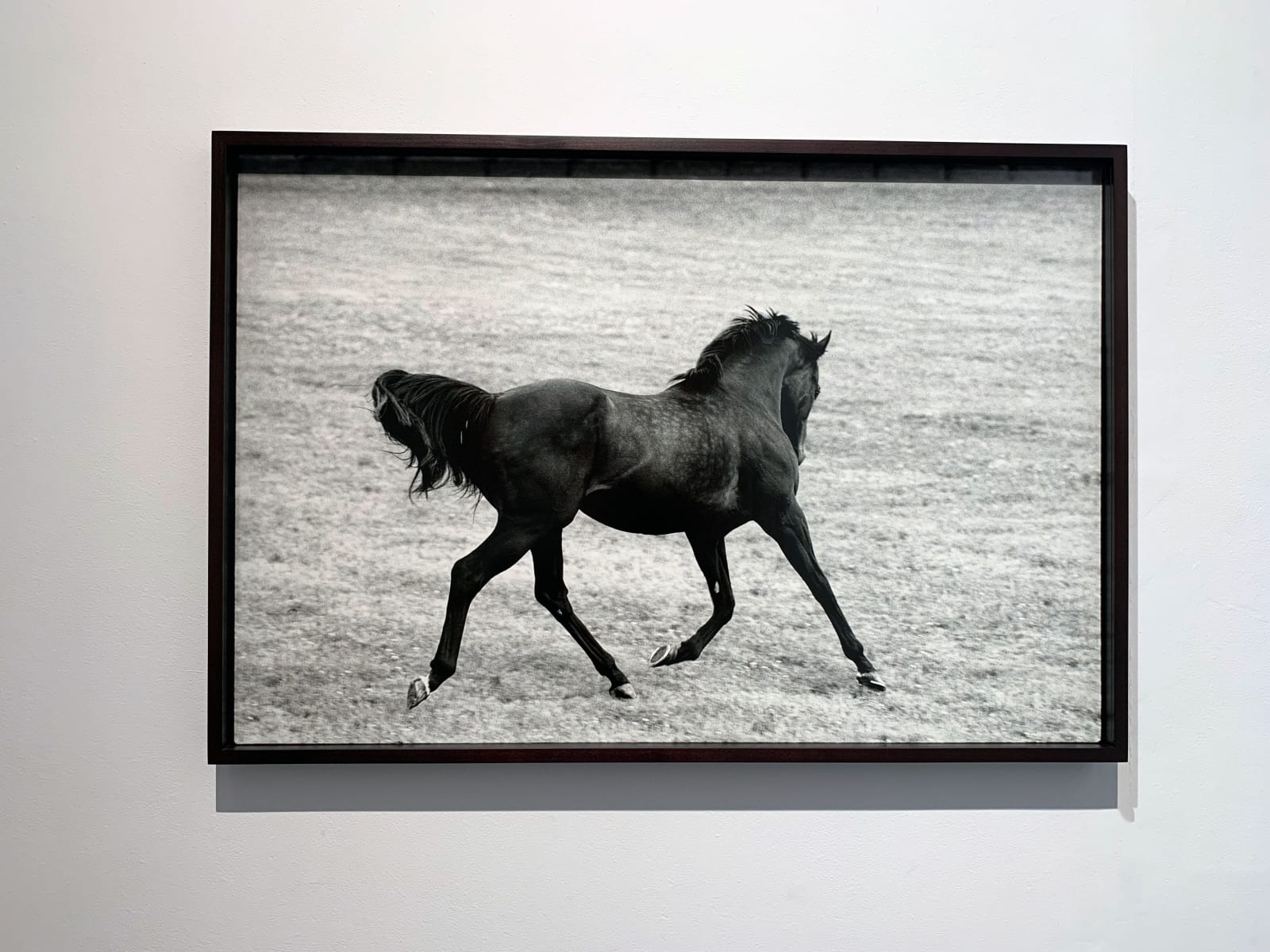 John Reardon, Singspiel, 2001