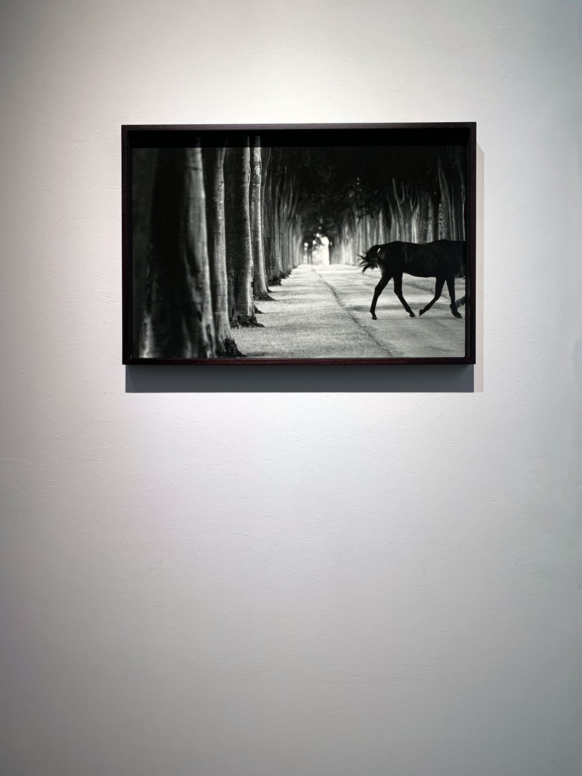 John Reardon, Kabool, 'Avenue Of Trees', 2001
