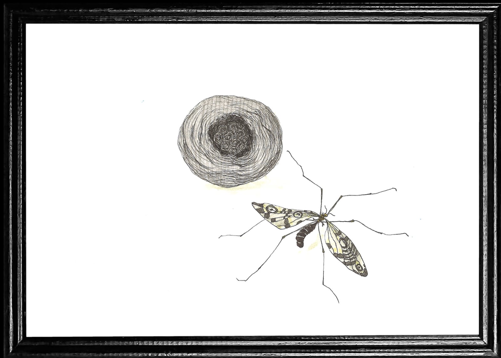anna-stemmer-dworak drawing of a fly like looking insect flying over a nest