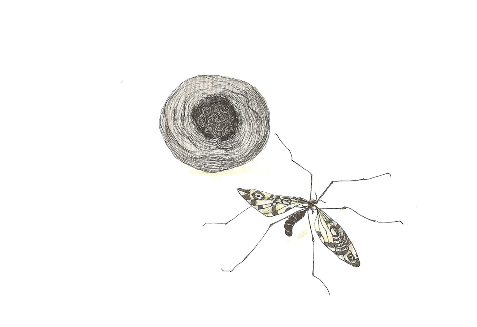 anna-stemmer-dworak drawing of a fly like insect flying over a nest