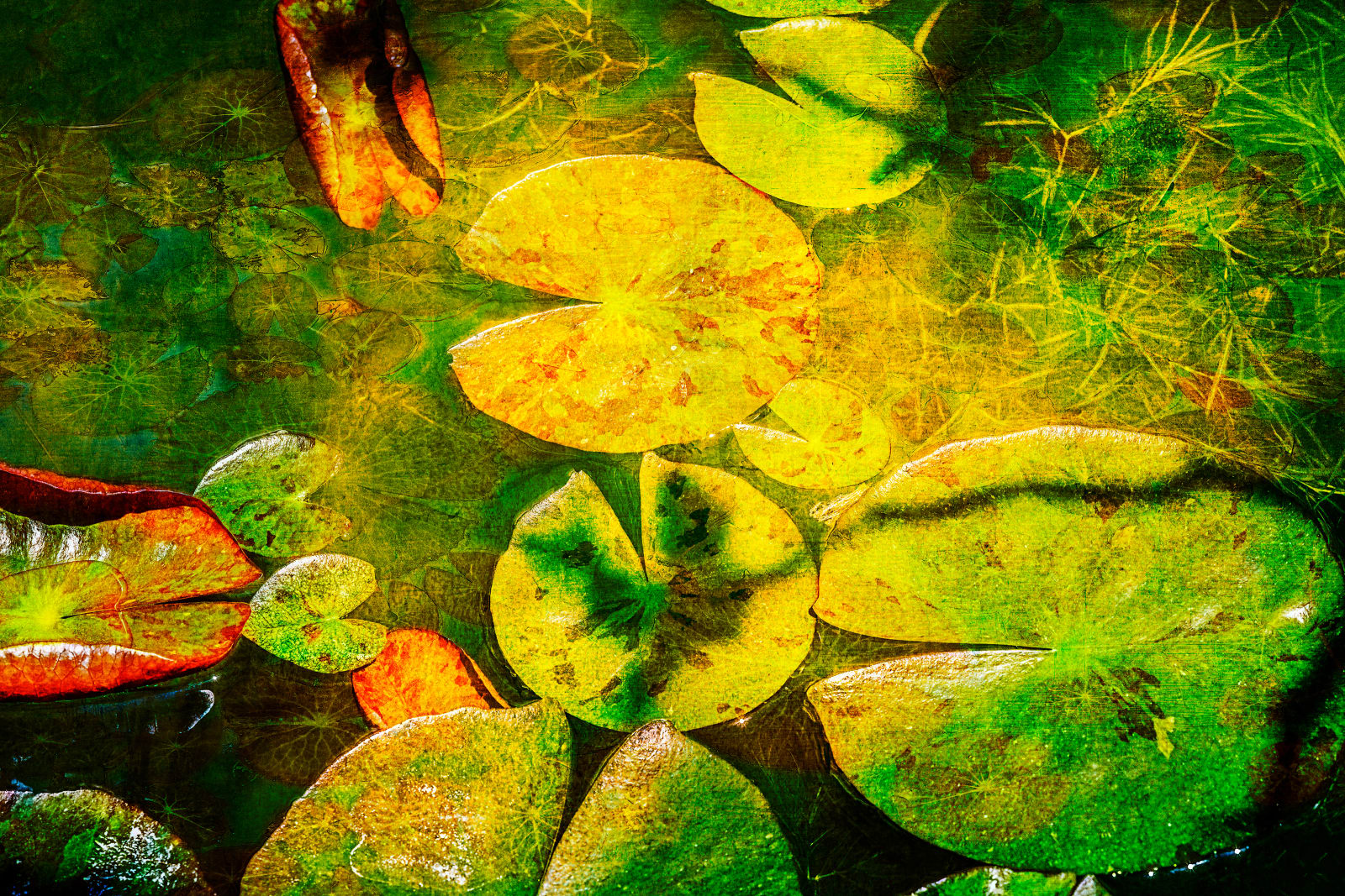 Nigel Hudson, LILY STUDY #005