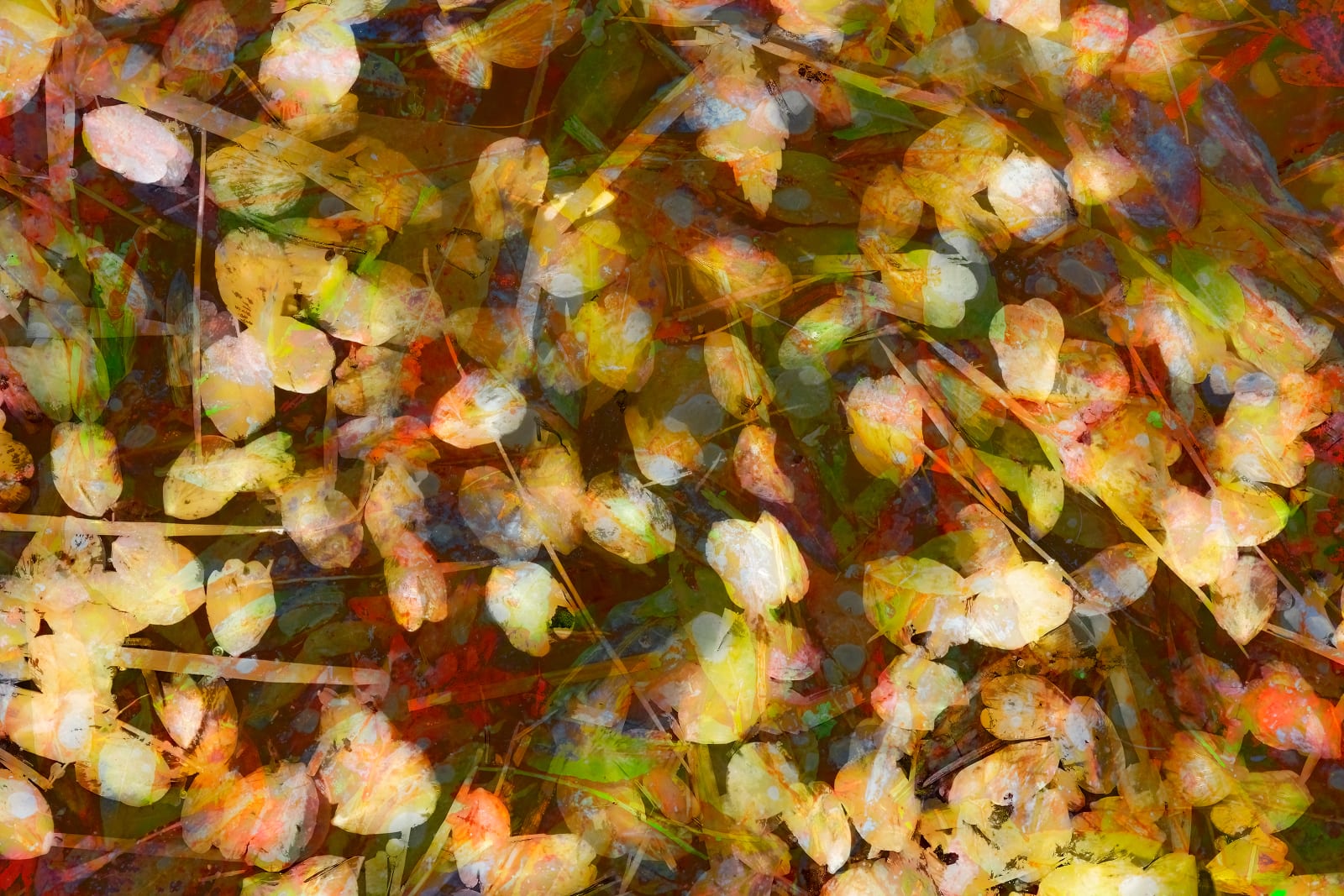 Nigel Hudson, 'BLOSSOM ON', 2023