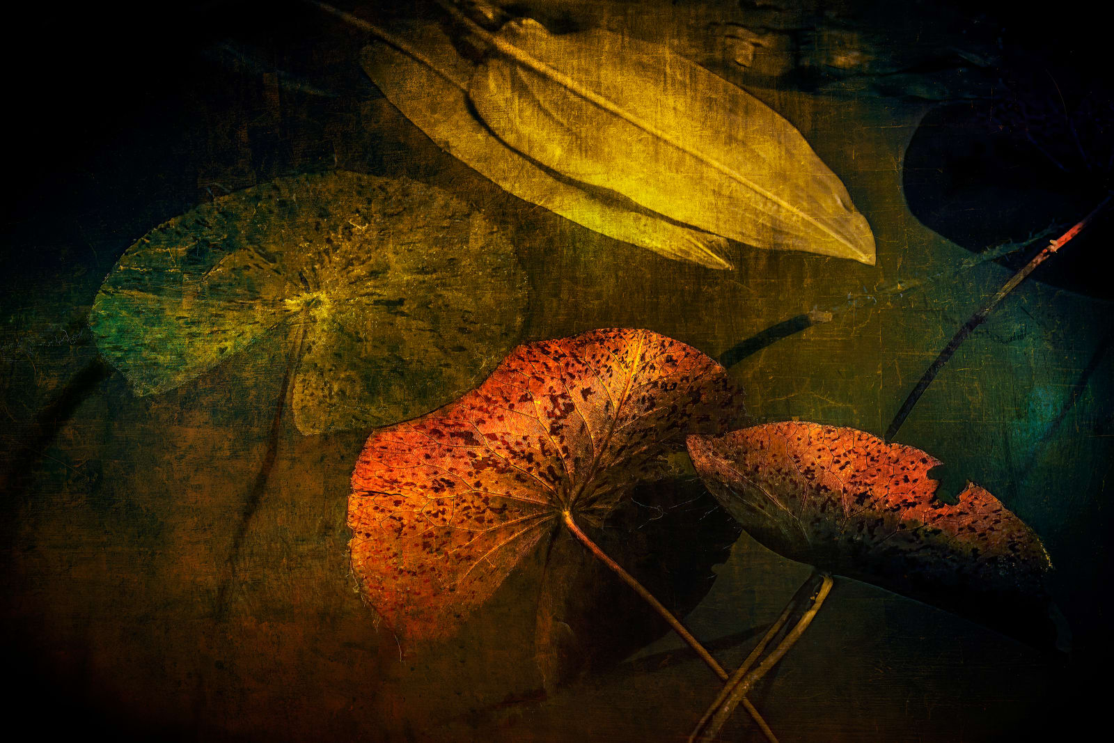 Nigel Hudson, LILY STUDY #008