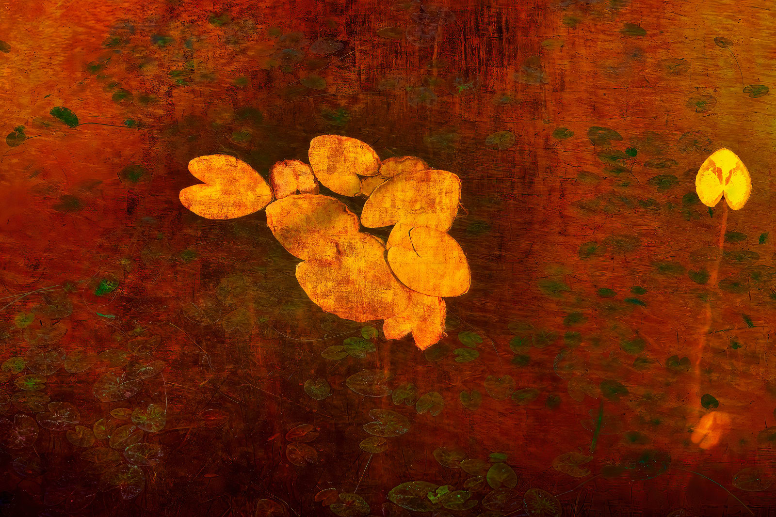 Nigel Hudson, LILY STUDY #01