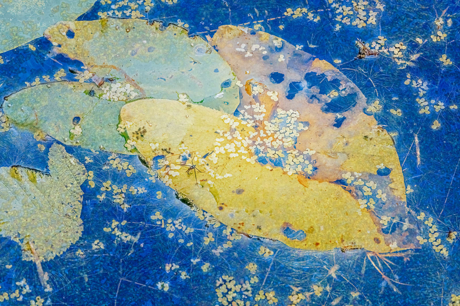 Nigel Hudson, 'BUSY LILLY', 2024