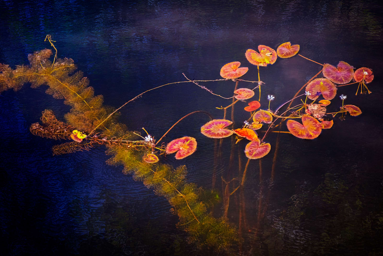 Nigel Hudson, LILY STUDY #004