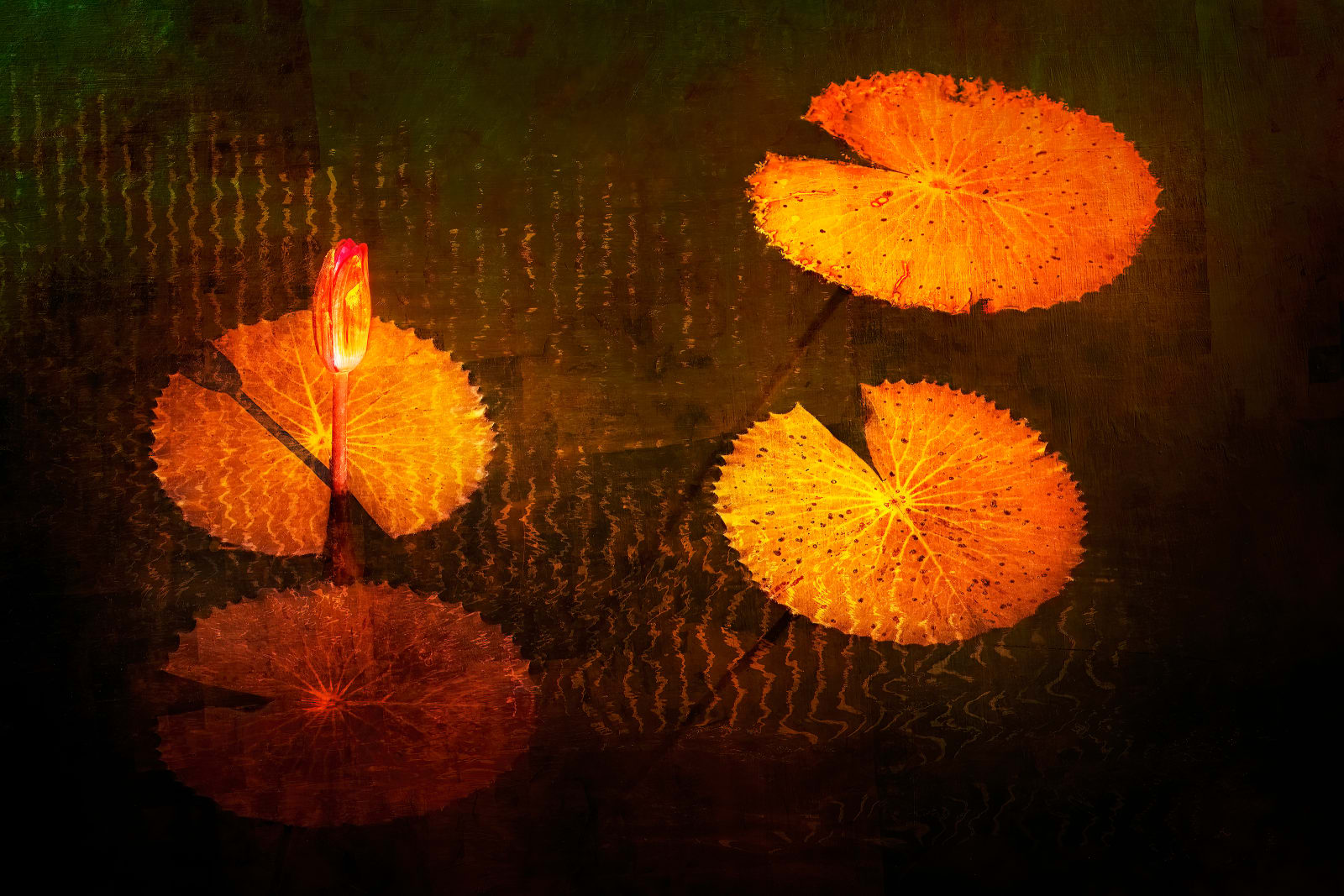 Nigel Hudson, LILY STUDY #010