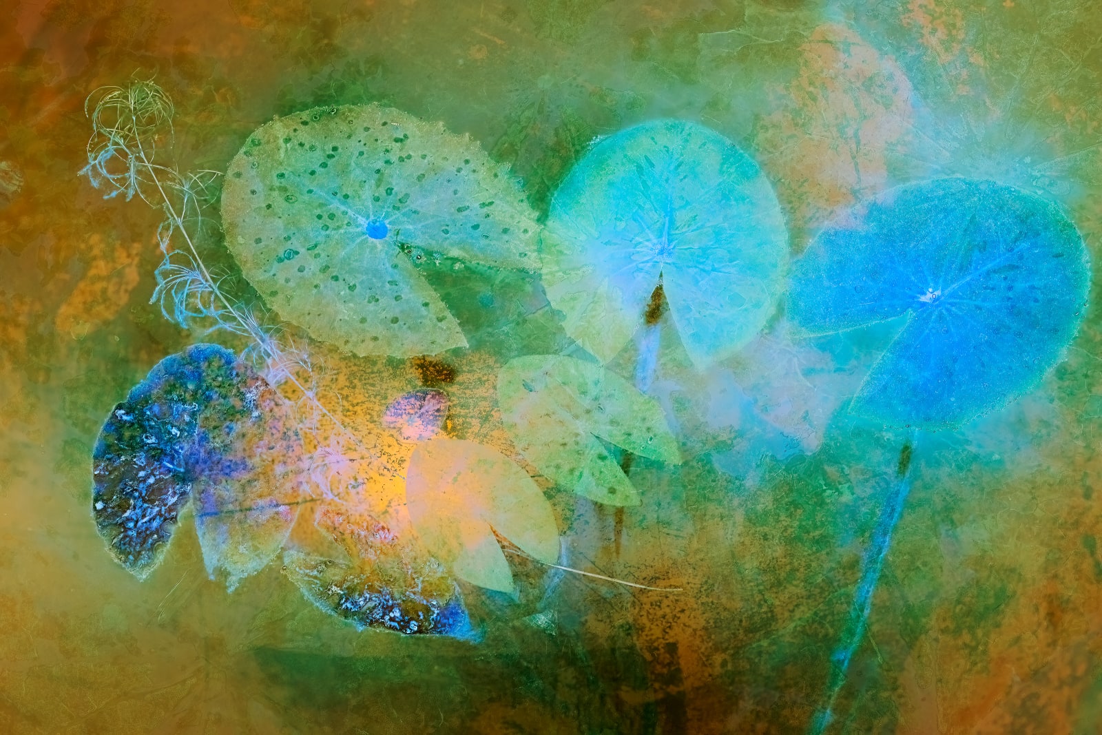 Nigel Hudson, LILY STUDY #003