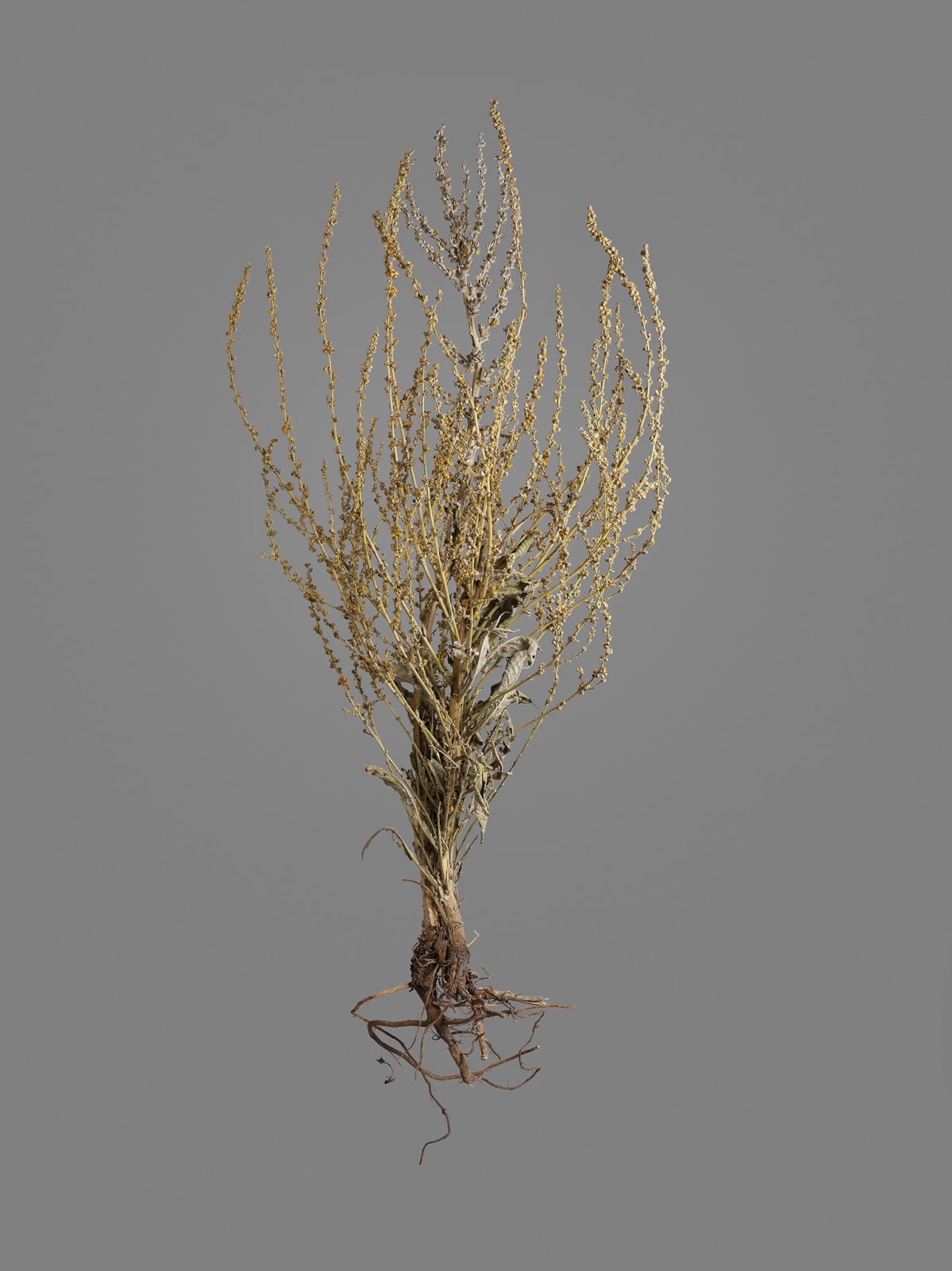 Gohar Dashti, Uprooted #4, 2019