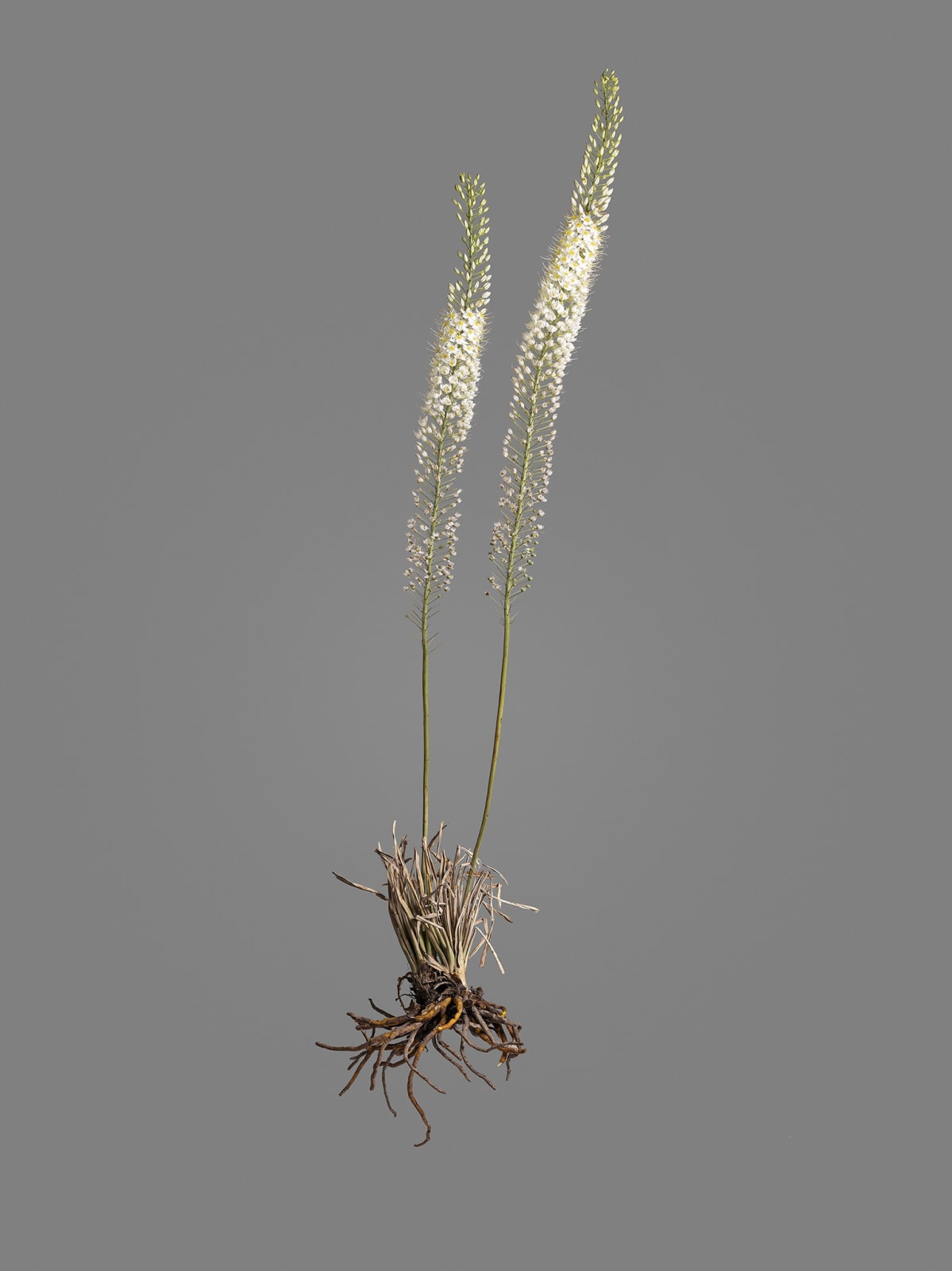 Gohar Dashti, Uprooted #1, 2019