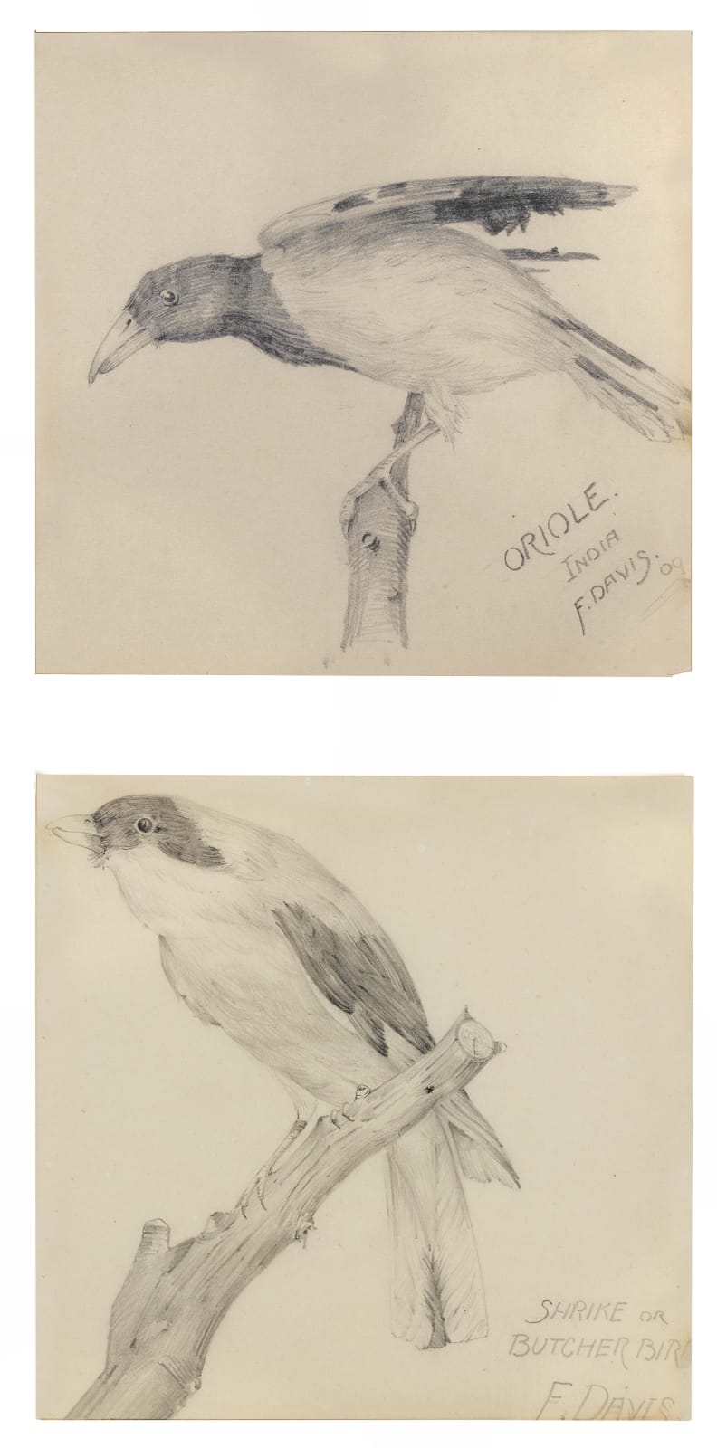 Fred W. DAVIS, Studies of birds