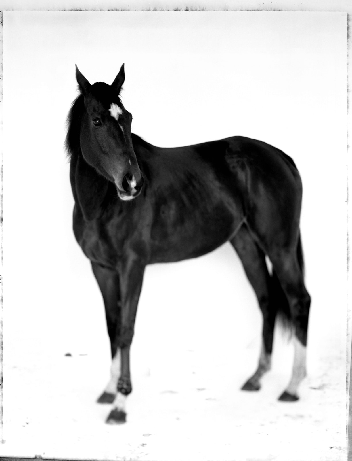 Lady Tempest