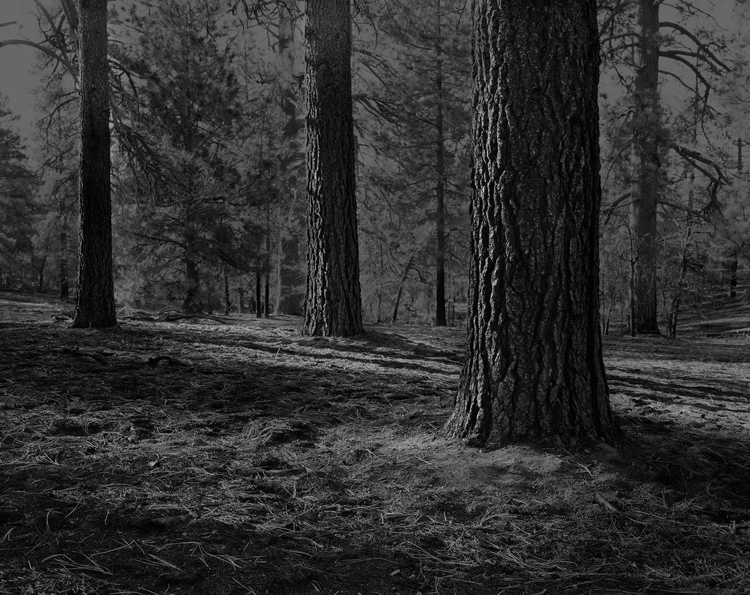 The Hermit's Garden #10, 2013