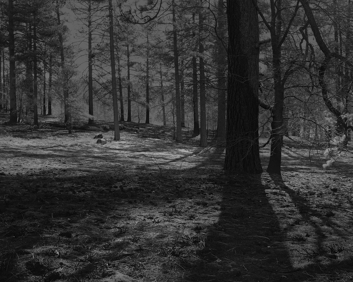 The Hermits Garden #13, 2013