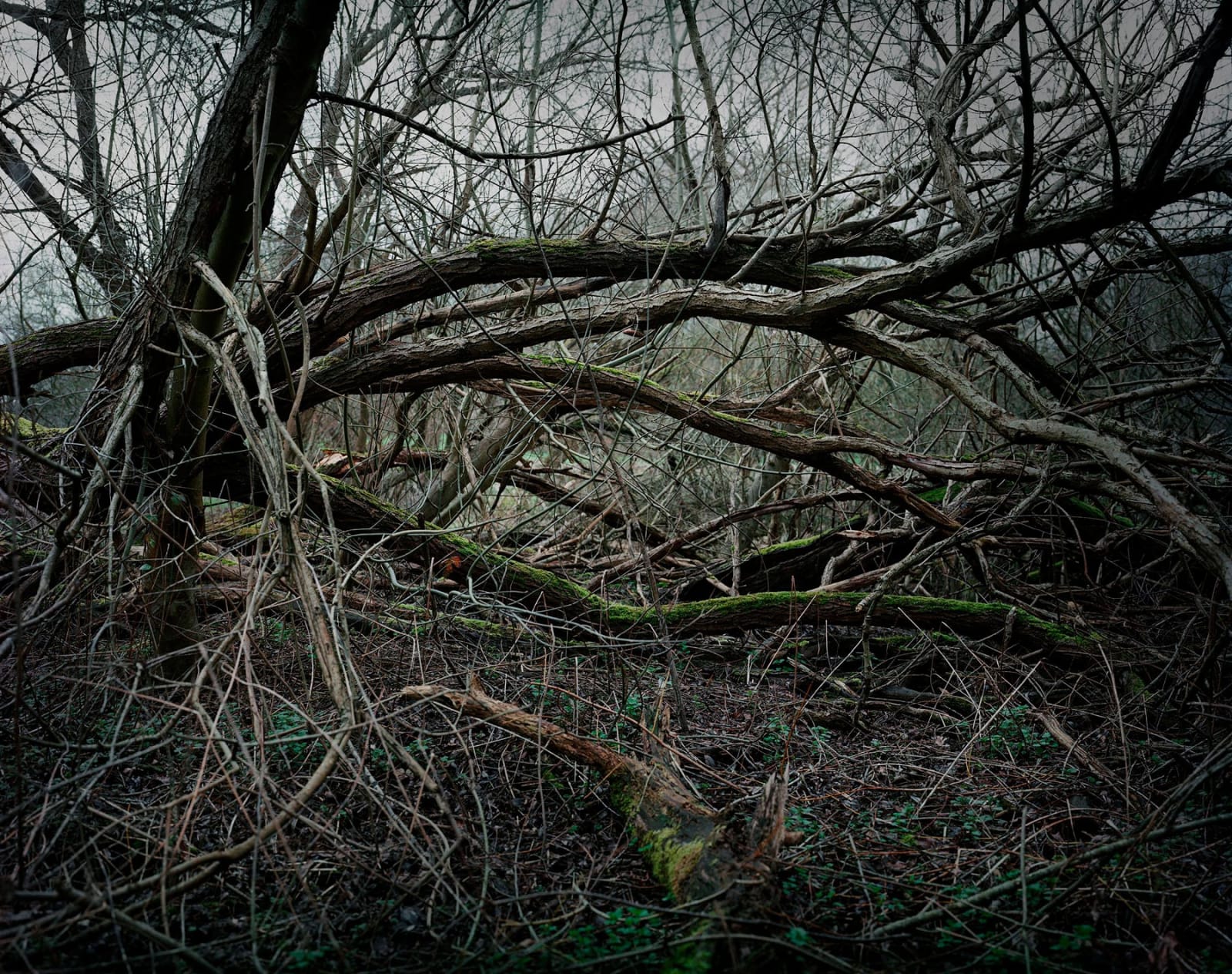 Plates From The Lakebed #2, 2019