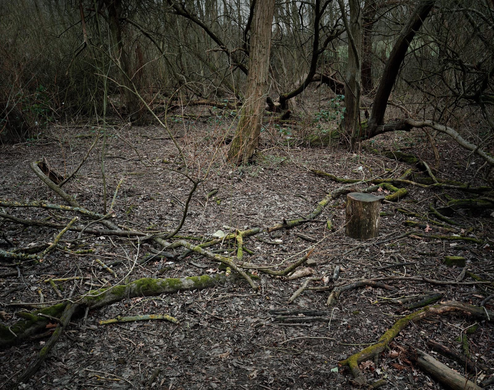 Plates From The Lakebed #10, 2019