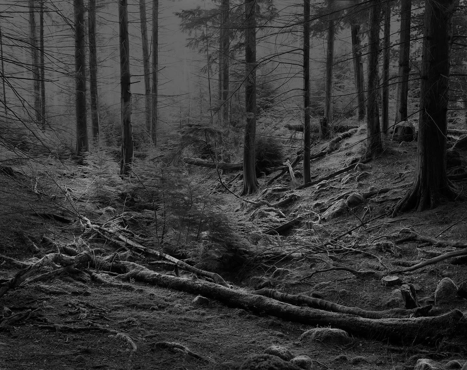 The Hermit's Garden #9, 2013