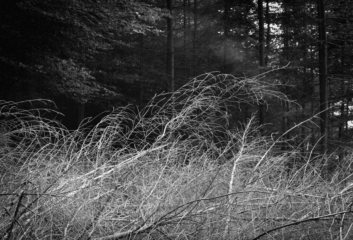 BLACK & WHITE, FOREST 1
