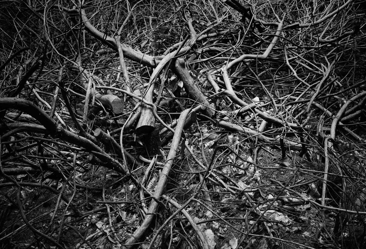 BLACK & WHITE, FOREST 1
