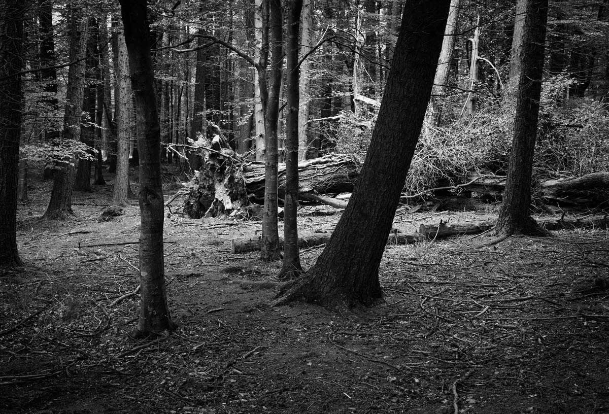 BLACK & WHITE, FOREST 1