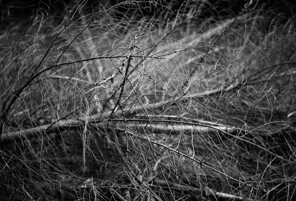 BLACK & WHITE, FOREST 1