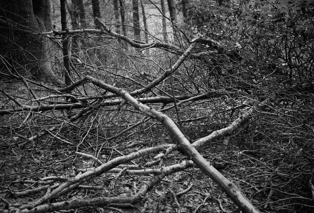 BLACK & WHITE, FOREST 1