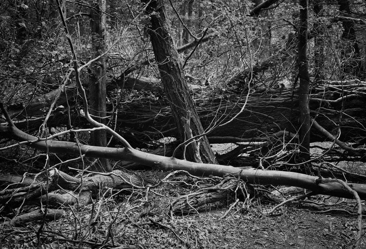 BLACK & WHITE, FOREST 1