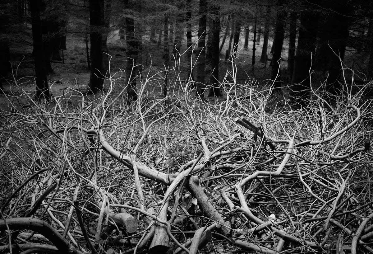 BLACK & WHITE, FOREST 1