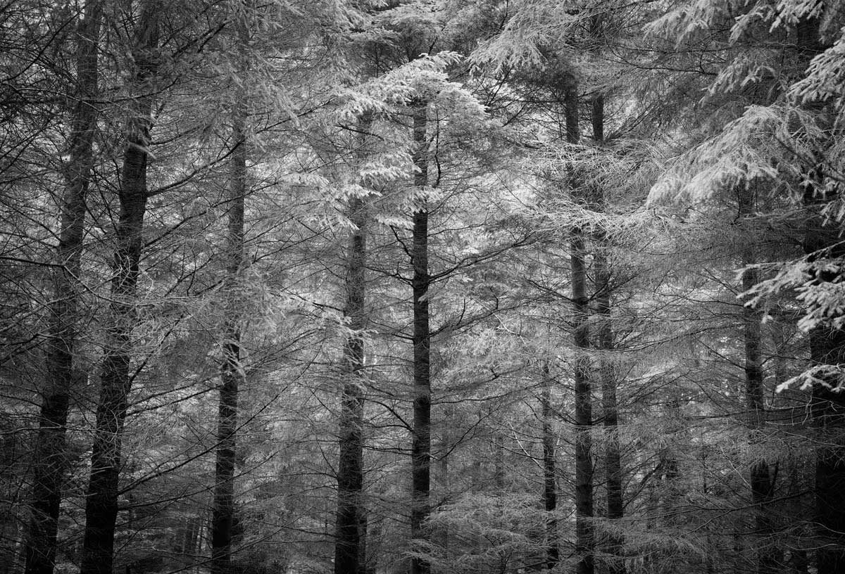 BLACK & WHITE, FOREST 1