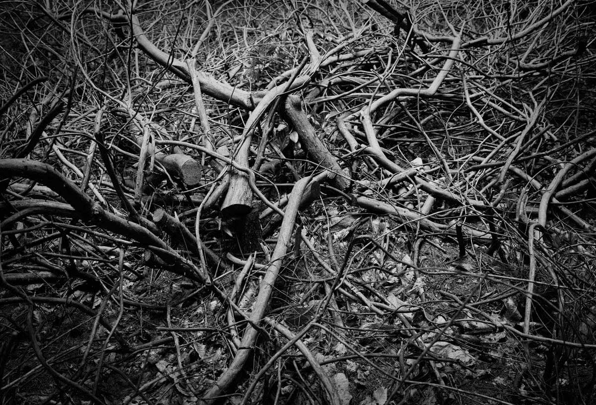 BLACK & WHITE, FOREST 1