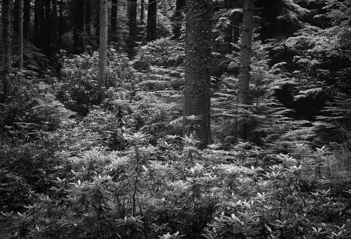 BLACK & WHITE, FOREST 1