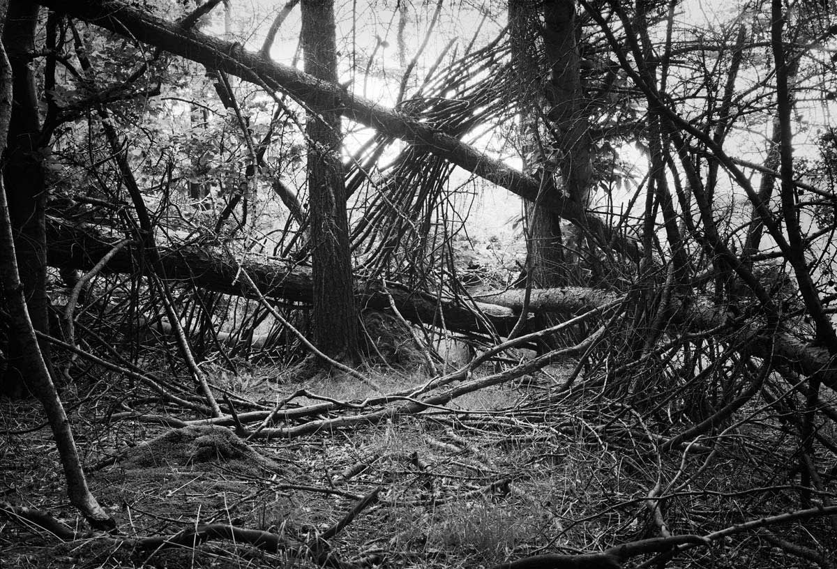 BLACK & WHITE, FOREST 1