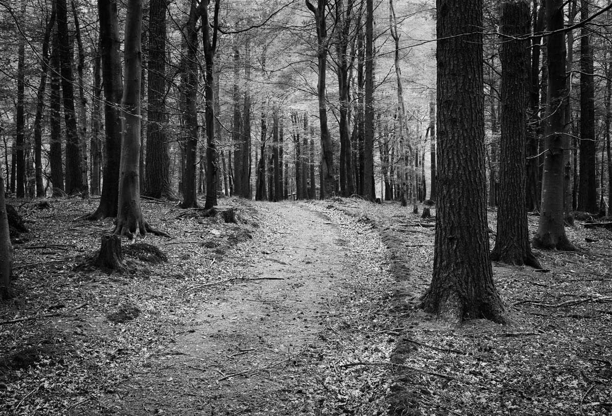 BLACK & WHITE, FOREST 1