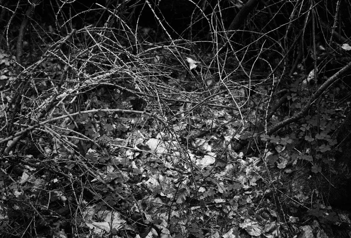 BLACK & WHITE, FOREST 1